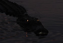 blamblamfever:  nocturnal lurk 