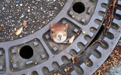 theanimalblog:  A squirrel trapped in a manhole cover is seen