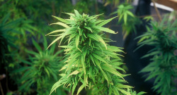 weedmygolden.tumblr.com/post/29341679876/