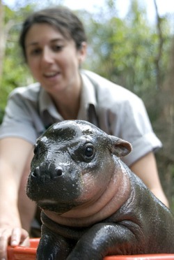 theanimalblog:  Monifa Takes a Bath (by urbanmenagerie)