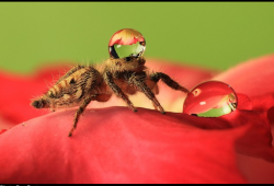 buttcheeksparty:  pseudo-cheese:  Jumping spiders with water