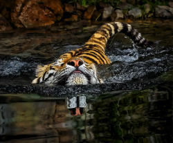 animals-animals-animals:  Chin up! (by Klaus Wiese) 