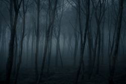 mykindafairytalee:  Dead forest (2/3) by alex robertson on Flickr.