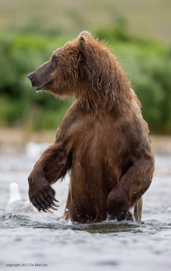 magicalnaturetour:   “A Man in a Bear Outfit?” by Tin Man