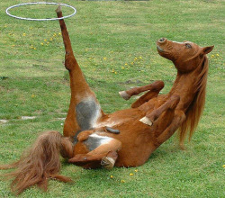 adulescent:  Im Harold the horse, i love hoola-hooping around