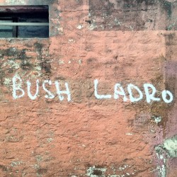 Bush  (Scattata con Instagram)