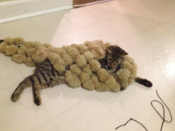 rhinestone-soul:  My cat rolling around in a pelt of rabbit fur.