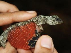 dduane:  lighturfire:  Tiny dragon discovered in Indonesia Draco