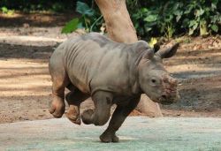 theanimalblog:  White Rhino Baby Big Bundle of Joy for Singapore