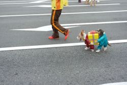 bunnyfood:  Weird dog costume 