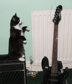 getoutoftherecat:  no cat. your musical ambitions are in vain.