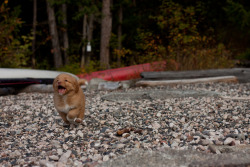 pupyblog:  Denver the Nova Scotia Duck Tolling Retriever by