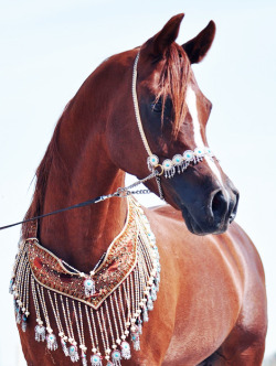 nobodycangiveyoufreedom:  Arabian horse 