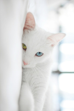 allycakesxo:  i want this cat 