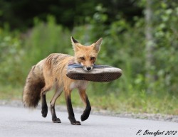 shymollymawk:  Red Fox (Vulpes vulpes) 