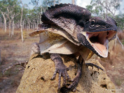 thepredatorblog:  Frill-necked lizard (Source) 