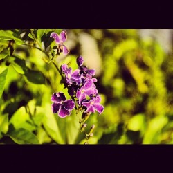 //off my camera #flowers (Taken with Instagram)