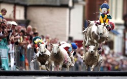 theanimalblog:  A sheep racing competition is held on a street