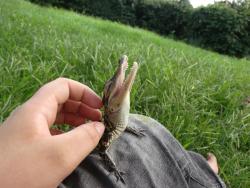 earthandanimals:  This alligator hatching enjoys getting a