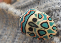 miss-milk:  fyeahcutebugs:  The Picasso Bug from Tanzania. Looks