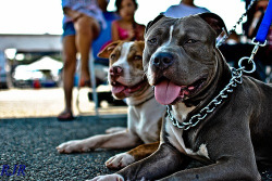Pit Bulls Being Awesome