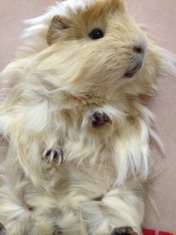 guineapigandco:  The adorable Mika submitted by skyhighflight