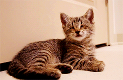 leajon:  Oskar, a blind 8-week old kitten, playing with his toys