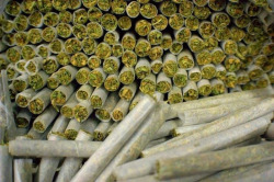weedmygolden.tumblr.com/post/29446102557/