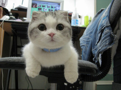 ii-belong-to-fluffeh-sama:  I love Kitties :P
