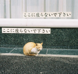 fluoric:  Please do not sit here (by nekojimakeibu)