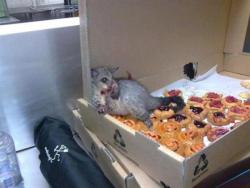 gnometeeth:   A possum broke into an Australian bakery and ate