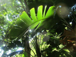 jungle-sorbet:  • follow jungle-sorbet for more tropics •
