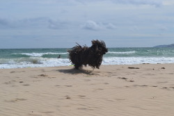 kiwibutt:  backrowofthemovies:  Saw this “dog” on the beach