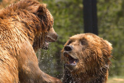 samaralex:  Grizzly Gaze by Stephen Oachs 