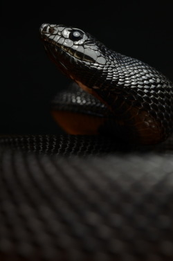  Black Mamba Deadliest snake on this planet 