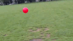 dpaf:  Boston Terrier Flips Over Ball [Video]