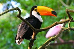 fairy-wren:  toco toucan with what looks like a roseate spoonbill