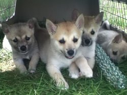 ihavelotsofdogs:  Playtime! by ~GaiaGoneWild Norwegian Buhund