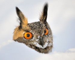 fairy-wren:  eurasian eagle owl(photo by m.geven)  