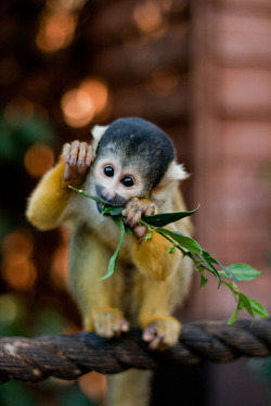 choragos:  Squirrel Monkey at ZSL London Zoo, photographed by