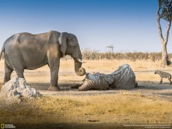 theanimalblog:  Elephants are legendary for their memory and