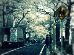 livingtokyoite:  Cherry blossoms in full bloom. Shibuya. April