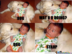 memecenterz:  Dog 