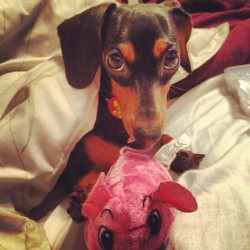 myfavoritedaydream:  she wants to be a kitty 🐱#button #minidachshund