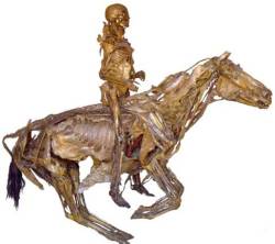 odditiesoflife:  Fragonard Musuem - Preserved Bodies and Body