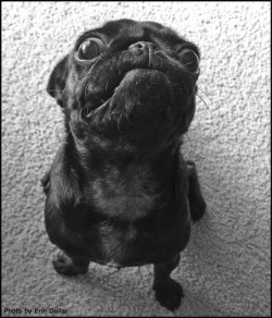 mugsofpugs:  “HOW DARE YOU ASK ME IF I WANT SECONDS! OF COURSE