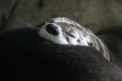 dailyotter:  Otter Sleeps with His Chin on a Friend Thanks, 1to3ate9!