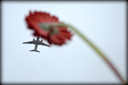 faithistorment:  Aeroplanes and Flowers: Photos by Pablo Ferrari