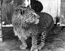 stephensbeard1993:  OMG IT’S A LEOPON. WHAT A BADASS MIX.