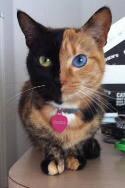  the two face version of cats 8)